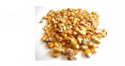 50 Kg Yellow Color Corn Cattle Feed For Increase Health And Milk Efficacy: Promote Healthy