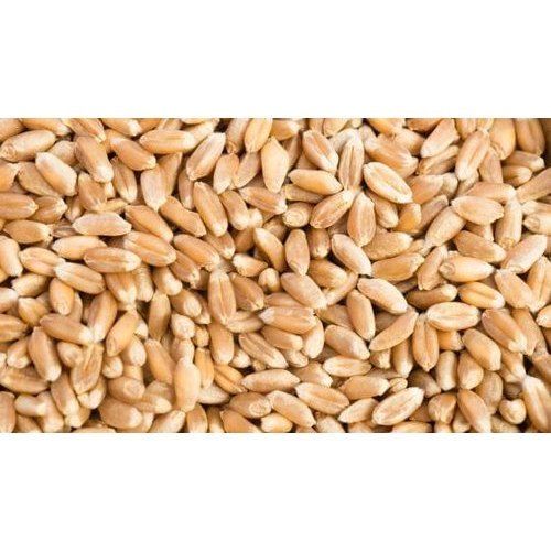 Good In Taste, Natural Taste, Organic And Brown Colour Wheat Grains For Cooking