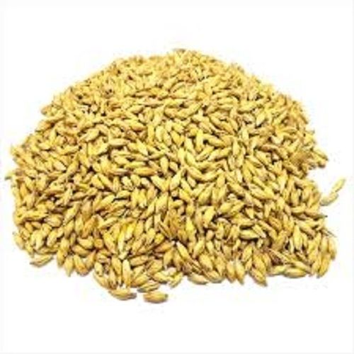 High in Protein, Golden Colour And Natural Barley Malt For Human Consumption