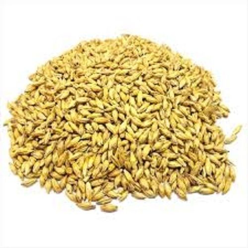 High In Protein, Golden Colour And Natural Barley Malt For Human Consumption Crop Year: 4 Months