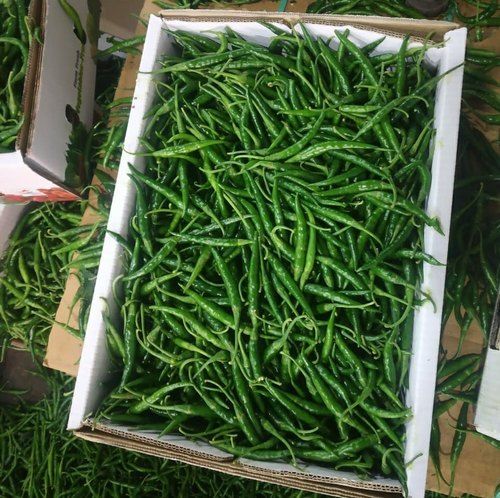 Pesticide Free Long And Thin Shape Spicy Fresh Green Chilli (Shelf Life Of 10 Days)