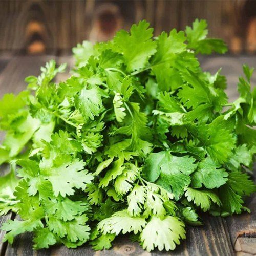 Rich In Dietary Fiber And Vitamin A Aromatic Smell Fresh Green Coriander Leaves