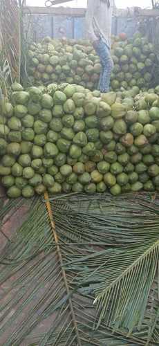 100% Organic Fresh A-Grade Nutrition Enriched Solid Green Medium Size Tender Coconut