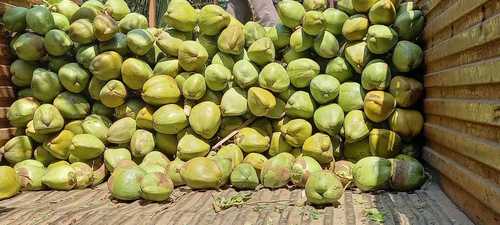 100% Organic Fresh A-Grade Nutrition Enriched Solid Medium-Size Green Tender Coconut