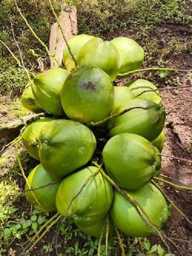 100% Organic Fresh A-Grade Solid Green Medium-Size Pollachi Tender Coconut