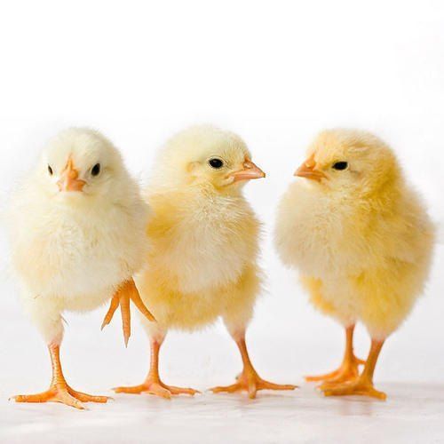 Small Size Healthy Light Yellow Colour Hybrid Live Broiler Chicks