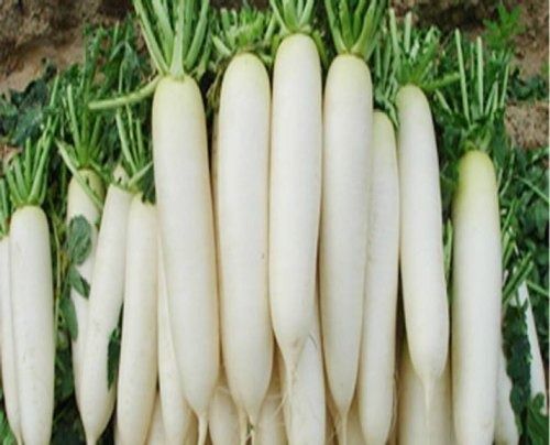 A Grade White Fresh And Pure Organic Radish For Eating, Pack Of 10 Kg