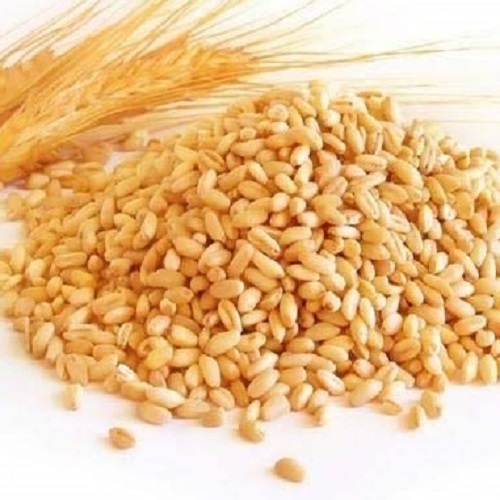 Brown Orgnaic Whole Wheat Grain