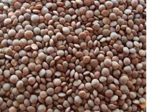100% Pure And Organic Unpolished Whole Kaali Masoor Dal For Cooking