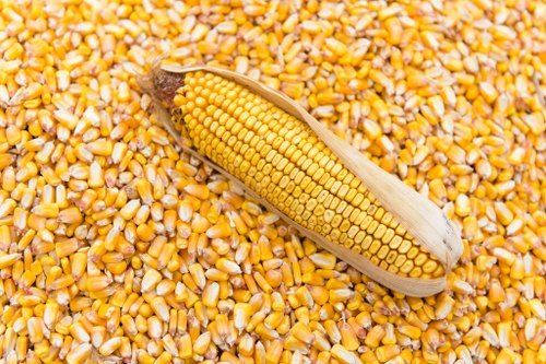50g Natural Maize Seeds With Good Source Of Dietary Fiber And Antioxidant
