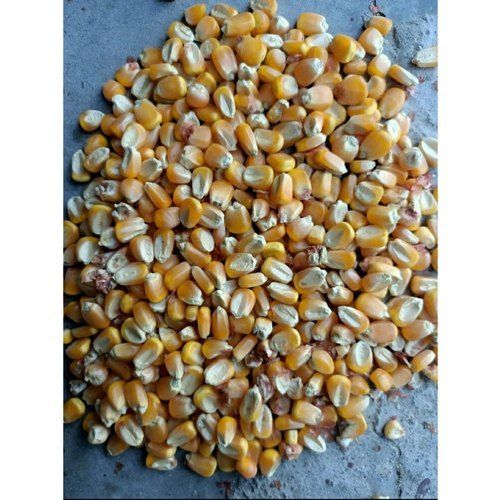 Excellent Source Of Digestible And Thiamin And Vitamin B6 Dried Maize Seeds, For Agriculture