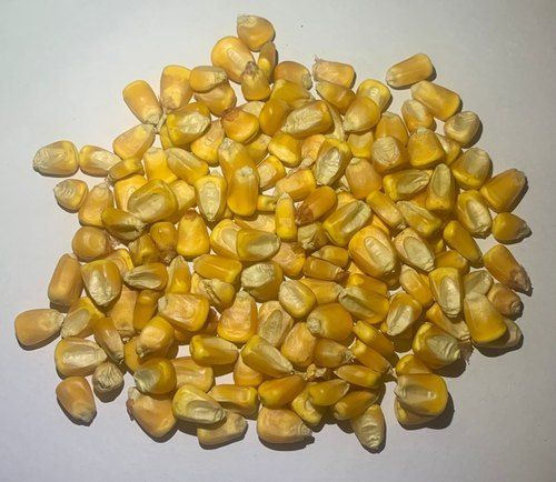 Excellent Source Of Fatty Acid And Antioxidant Yellow Maize Seeds For Animal Feed Grade: A