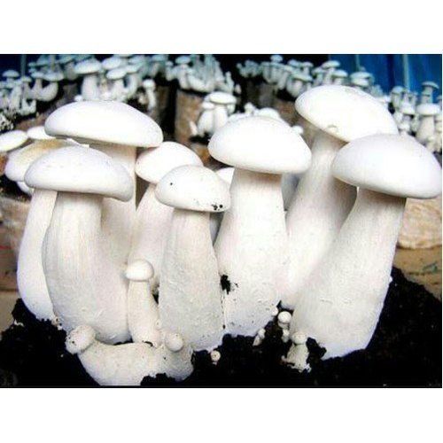 Fresh Form Milky White Mushroom With 2-3 Days Shelf Life And rich In Healthy Fiber