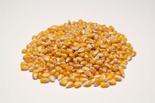 Great Source Of Magnesium And Potassium Hybrid Yellow Maize Seeds, For Agriculture Grade: A