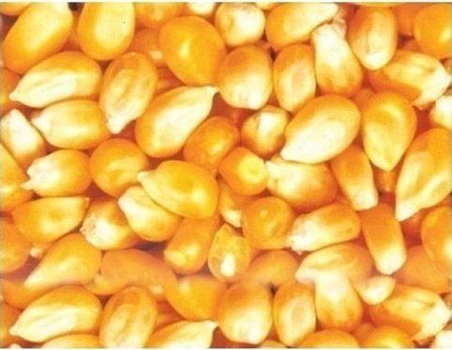 Protein, Thiamin, Niacin, Vitamin B6, Magnesium And Phosphorus Enriched Natural Yellow Corn Maize