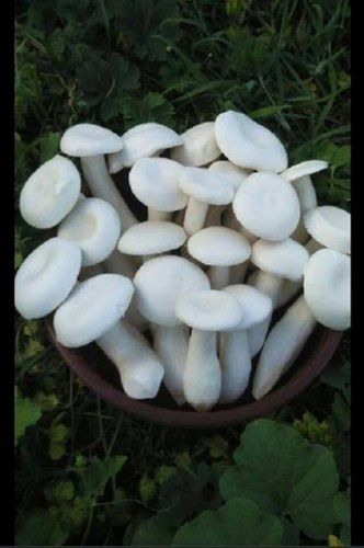 White Color Milky Mushroom With rich In Healthy Fibers, Vitamins, Minerals