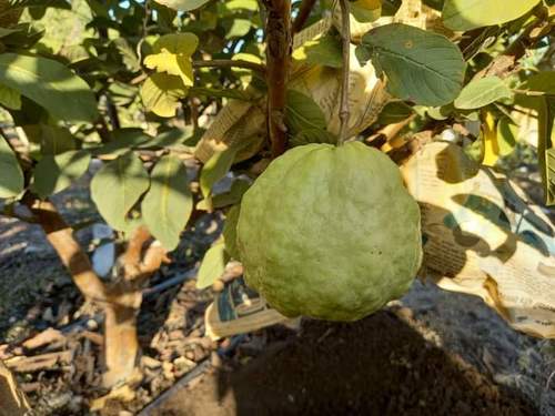 High Fibre Fine Sweet Delicious Rich Natural Taste Healthy Green Fresh Guava