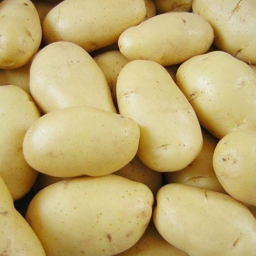 Round Natural White Fresh Potato With 3 Days Shelf Life And Rich In Fiber, Vitamin C