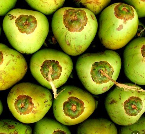 100% Organic And Natural A-Grade Healthy Fresh Green Tender Coconut, Medium-Size
