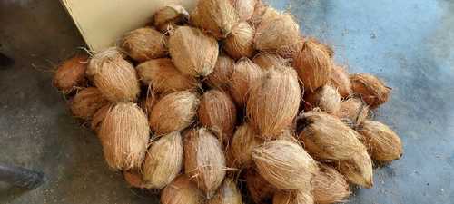 100 Percent Natural Sweet And Tasty Pollachi Semi Husked Fresh Coconut