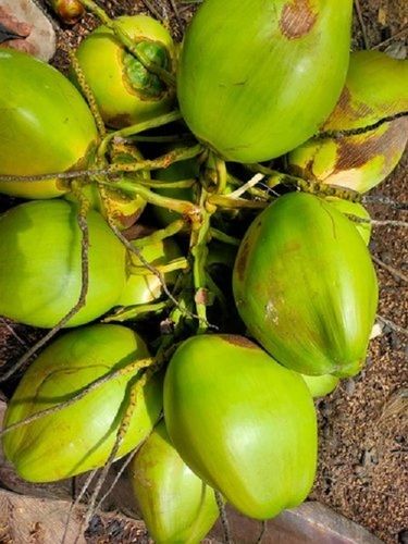 A-Grade Nutrition Enriched 100% Natural Green Fresh Tender Coconut, Medium-Size 