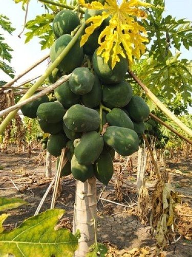 Delegated Good Source Of Vitamins A, B, C, And Riboflavin Papaya Plant