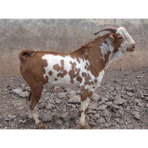 Healthy Farm Grown White And Brown Sirohi Live Goat