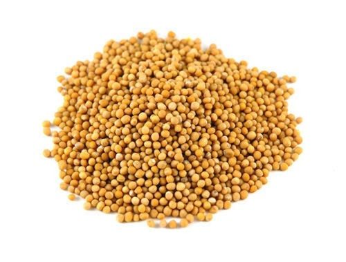 Healthy, Nutrients, Vitamins And Minerals Enriched Organic And Yellow Colour Mustard Seeds