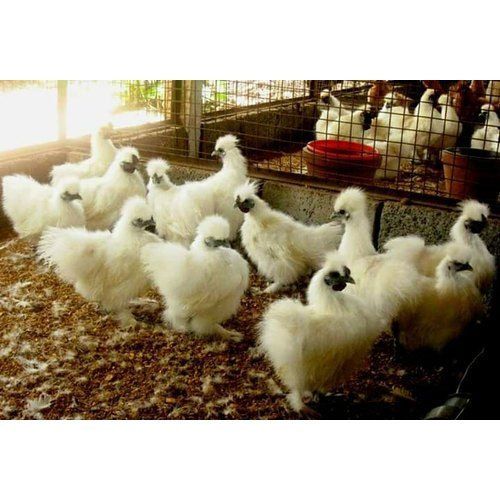 Healthy Nutritious, Vitamins And Minerals Enriched White Silky Chicken For Poultry Farming