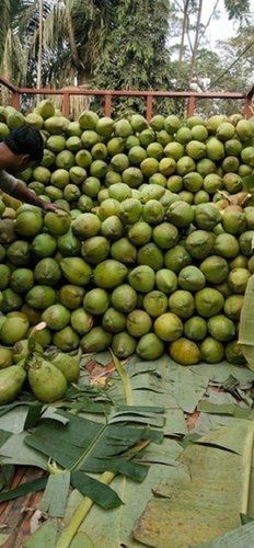Nutrition Enriched 100% Organic Natural Fresh Green Tender Coconut, Medium-Size