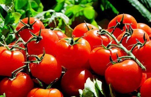 Rich In Vitamin C Organic Fresh Red Dicot Herbaceous Grafted Tomato Plant