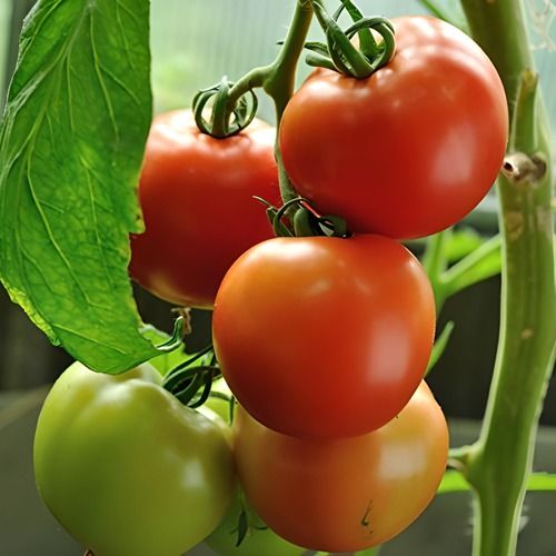 Rich In Vitamin C Organic Fresh Red Medium Size Red Tomato Plant