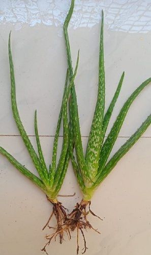 Sharp Blade Organically Enriched Herbal Life Green Aloe Vera Baby Plant