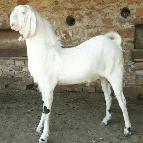 White Live Kurbani Goat