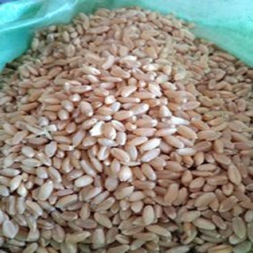 Easy To Digest High In Protein And Good Source Of Fiber Organic Red Spring Wheat