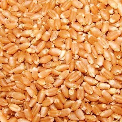 Brown 100 Percent Organically Cultivated Indian Origin Highly Pure And Edible Wheat, Good Source Of Carbohydrate