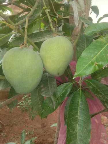 Sour Taste Green Raw Mango, Good For Nutritions