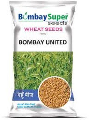 Bombay United Super Wheat Seed 100 Percent Natural And Organic Eco Friendly