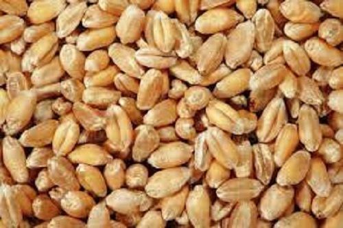 Grade A 100% Durum Wheat Colour Brown In Bages , With Proteins 