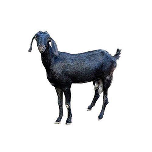 Live Goat For Rich In Milk Production(40-50 Kg)