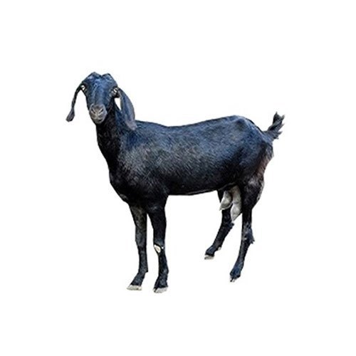 Black Live Goat For Rich In Milk Production(40-50 Kg)