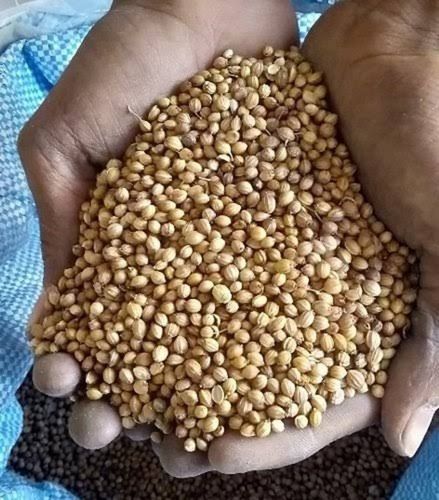 Harvesting 100% Pure Fresh And Healthy Organic Lite Yellow Whole Coriander Seeds (Dhania)