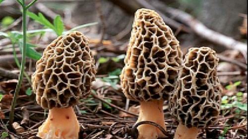 Morels Mushroom