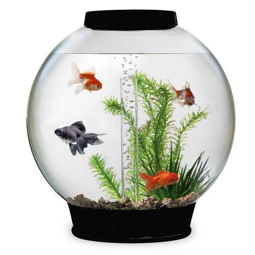 Aquarium Supplies In Noida, Uttar Pradesh At Best Price