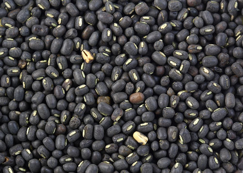 100% Pure And Organic Black Color Round Raw Urad Dal For Cooking