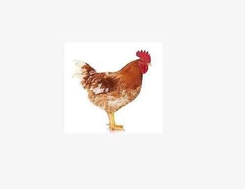 3 Kg Brown Color High Protein And Nutrition Live Chicken For Cooking, Restaurant