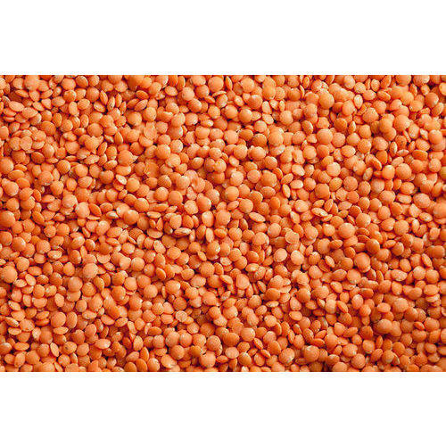 A Grade And Organic Fresh Red Lentils For Cooking With High Nutritious Value