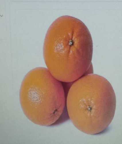 Fresh Oranges For Jam, Juice And Snack, 0.9 G/100gms Protein And 47/100gms Calories