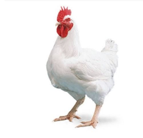 High Protein And Nutrition, White Color Live Chicken For Poultry, Cooking, Hotel, Restaurant, 4kg