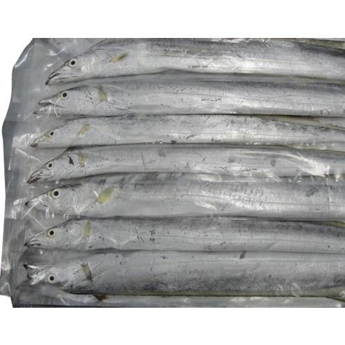 Ribbon Fish With High Nutritious Value And Rich Taste